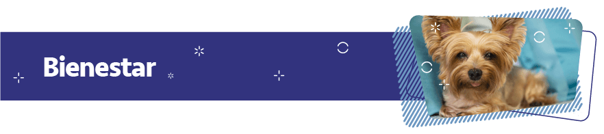 productos para el bienestar de las mascotas