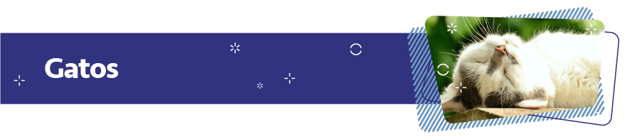gato