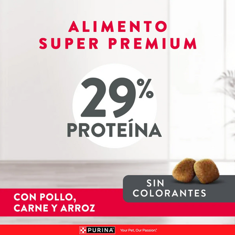 Excellent Perro Cachorro Small Breed