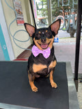 Peluquería Canina Y felina