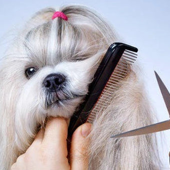 Peluquería Canina Y felina