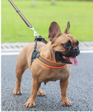 Trailla y Arnés Premium Talla M